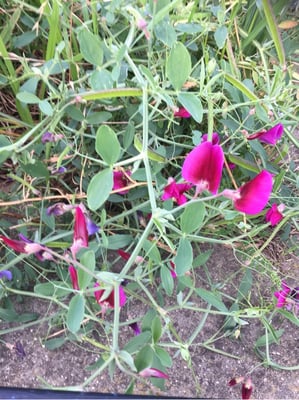 Photo 1 of Lathyrus odoratus