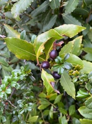 Photo 2 of Laurus nobilis