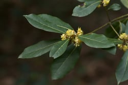 Photo 3 of Laurus nobilis
