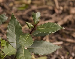 Photo 5 of Laurus nobilis