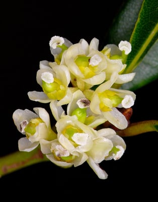 Photo 1 of Laurus nobilis