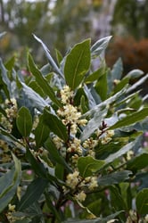 Photo 4 of Laurus nobilis
