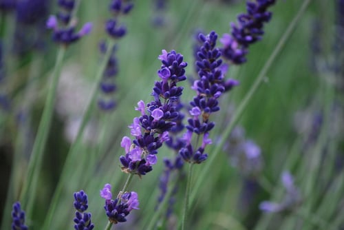 Photo 1 of Lavendula angustifolia