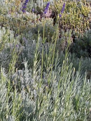 Photo 2 of Lavendula angustifolia