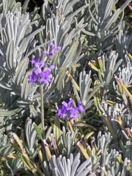 Photo 3 of Lavendula angustifolia