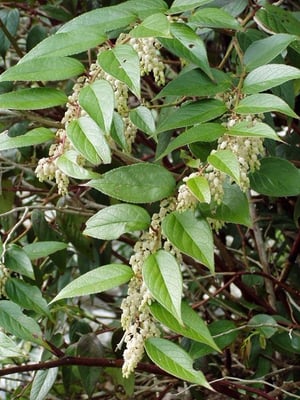Photo 1 of Leucothoe spp.