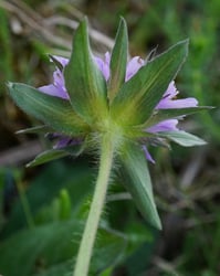Photo 8 of Leucothoe spp.