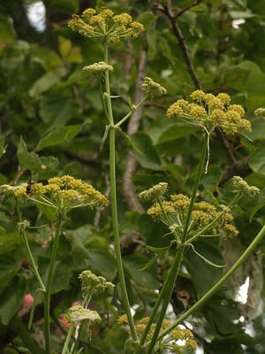 Photo 1 of Levisticum officinale