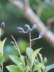 Photo 7 of Ligustrum japonicum