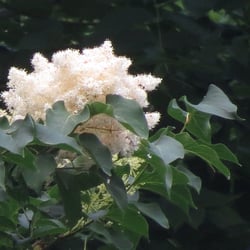 Photo 9 of Ligustrum japonicum