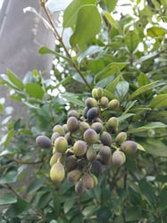 Photo 5 of Ligustrum japonicum