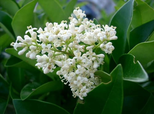 Photo 1 of Ligustrum japonicum
