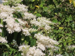 Photo 3 of Ligustrum japonicum