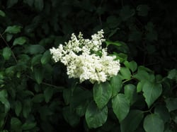 Photo 8 of Ligustrum japonicum