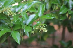 Photo 6 of Ligustrum japonicum