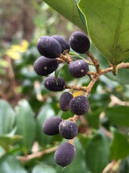 Photo 4 of Ligustrum japonicum