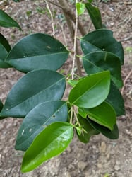 Photo 2 of Ligustrum japonicum
