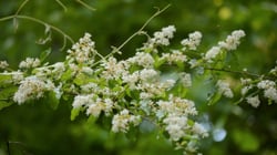 Photo 2 of Ligustrum spp.