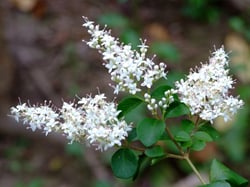 Photo 6 of Ligustrum spp.