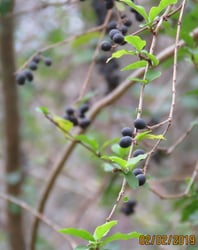 Photo 3 of Ligustrum spp.
