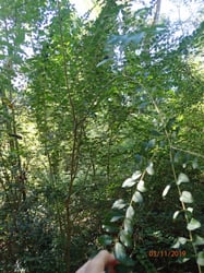 Photo 5 of Ligustrum spp.