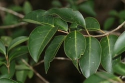 Photo 4 of Ligustrum spp.
