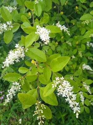 Photo 1 of Ligustrum spp.