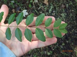 Photo 7 of Ligustrum spp.