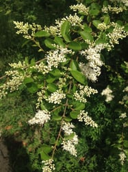 Photo 9 of Ligustrum spp.