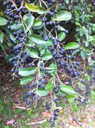 Photo 8 of Ligustrum spp.