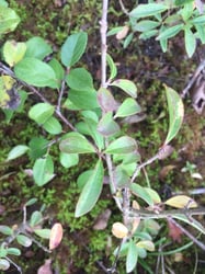 Photo 5 of Ligustrum vulgare