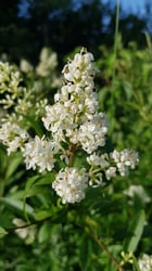 Photo 6 of Ligustrum vulgare