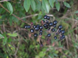 Photo 7 of Ligustrum vulgare