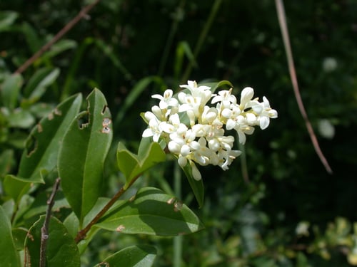 Photo 1 of Ligustrum vulgare