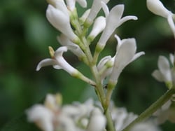 Photo 3 of Ligustrum vulgare