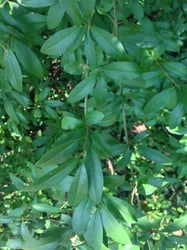 Photo 2 of Ligustrum vulgare