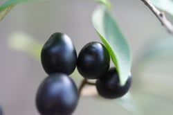 Photo 4 of Ligustrum vulgare