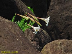 Photo 7 of Lilium longiflorum