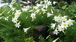 Photo 9 of Lilium longiflorum