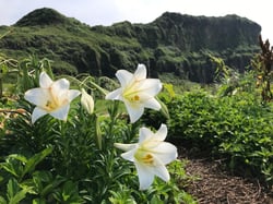 Photo 5 of Lilium longiflorum