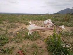 Photo 8 of Lilium longiflorum