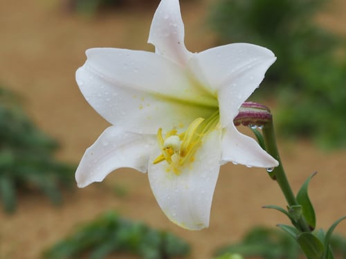 Photo 1 of Lilium longiflorum