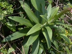 Photo 6 of Lilium longiflorum