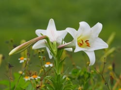 Photo 2 of Lilium longiflorum