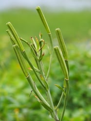 Photo 3 of Lilium longiflorum