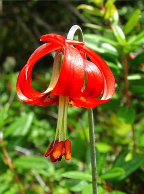 Photo 1 of Lilium occidentale