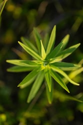 Photo 3 of Lilium philadelphicum
