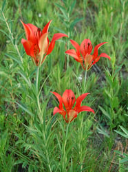 Photo 4 of Lilium philadelphicum