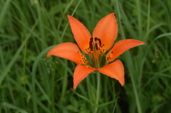 Photo 2 of Lilium philadelphicum