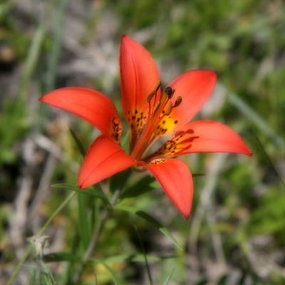 Photo 1 of Lilium philadelphicum